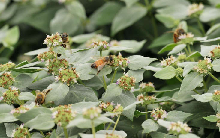 A pot of Pycnanthemum Muticum is $10 from Avant Gardens. Photograph by Steven N. Severinghaus.